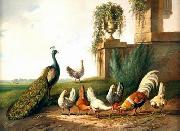 unknow artist Cocks and  Peafowl 060 Spain oil painting artist